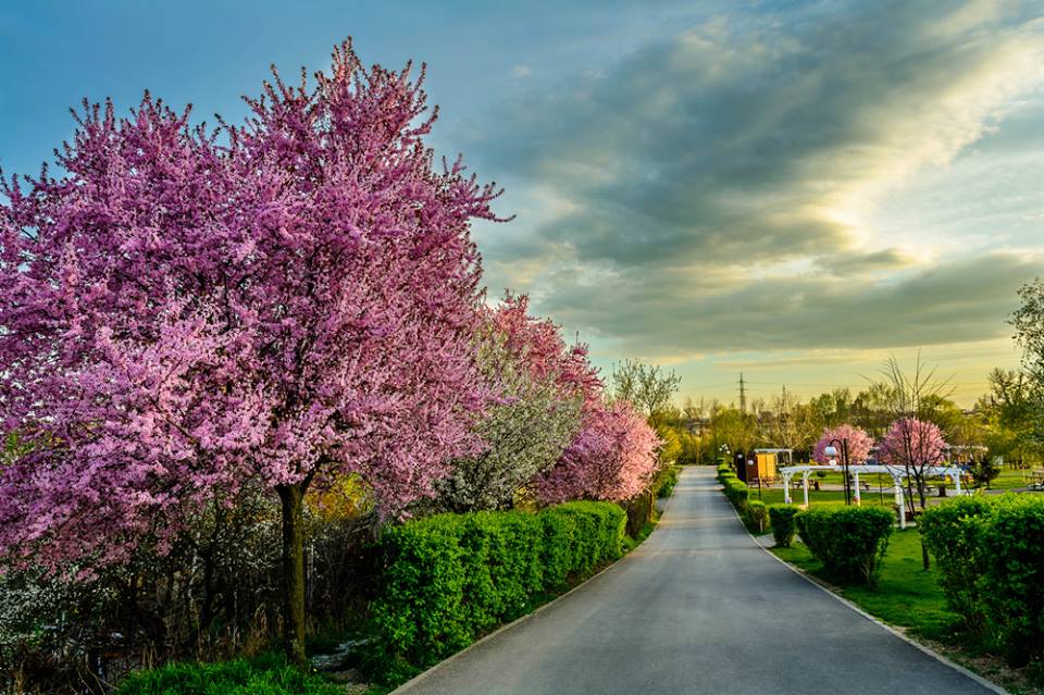 Parc sur la rive gauche de Mures, Arad, avril 2017