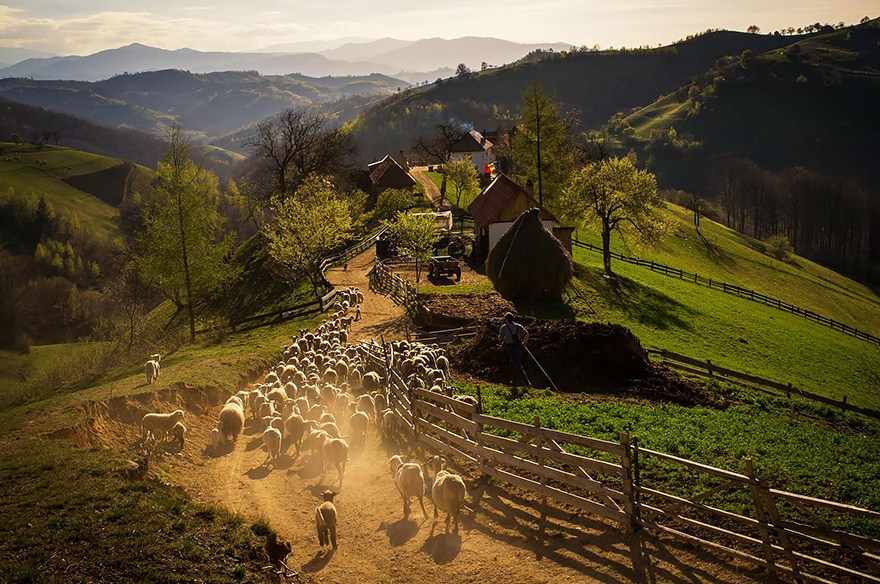 Après-midi de printems dans les collines du petit village Holbav