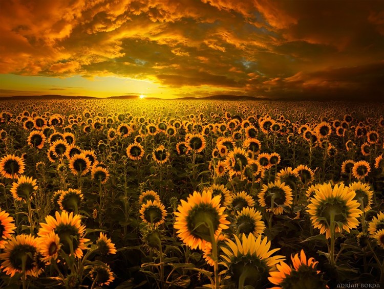 Sunflower Fields