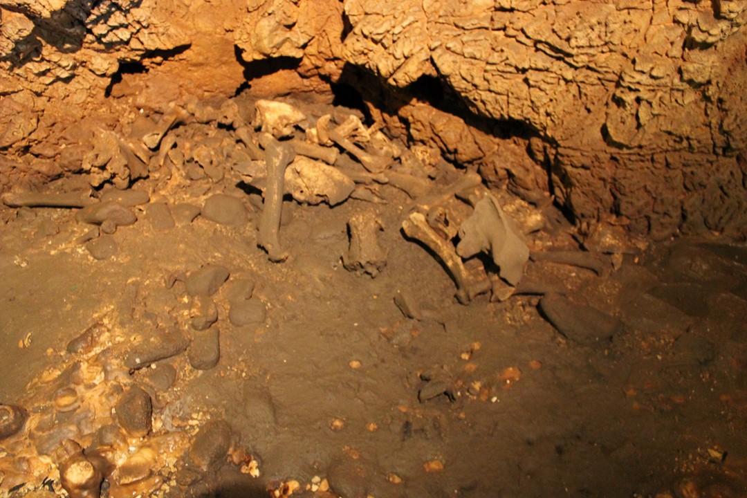 la Caverne des Ours 1