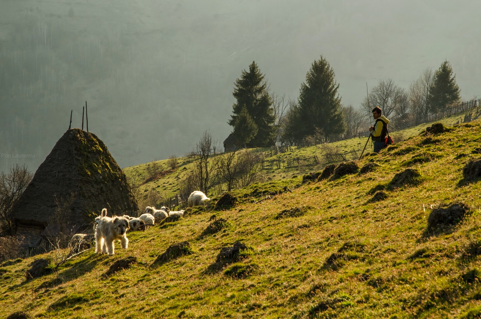 Scarita Belioara, berger roumain