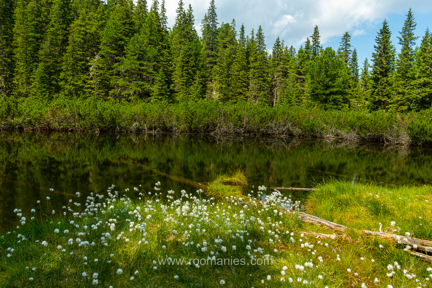 Vue du lac Taul dintre Brazi, Retezat, Roumanie, avec au premier plan de la végétation et en arrière-plan quelques des sapins.  
