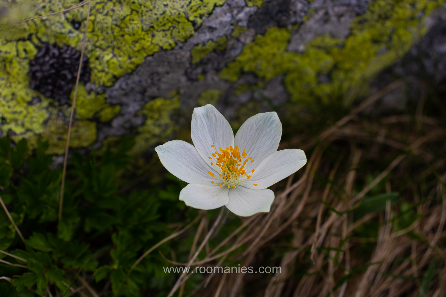 Fleur Retezat, Roumanie. 