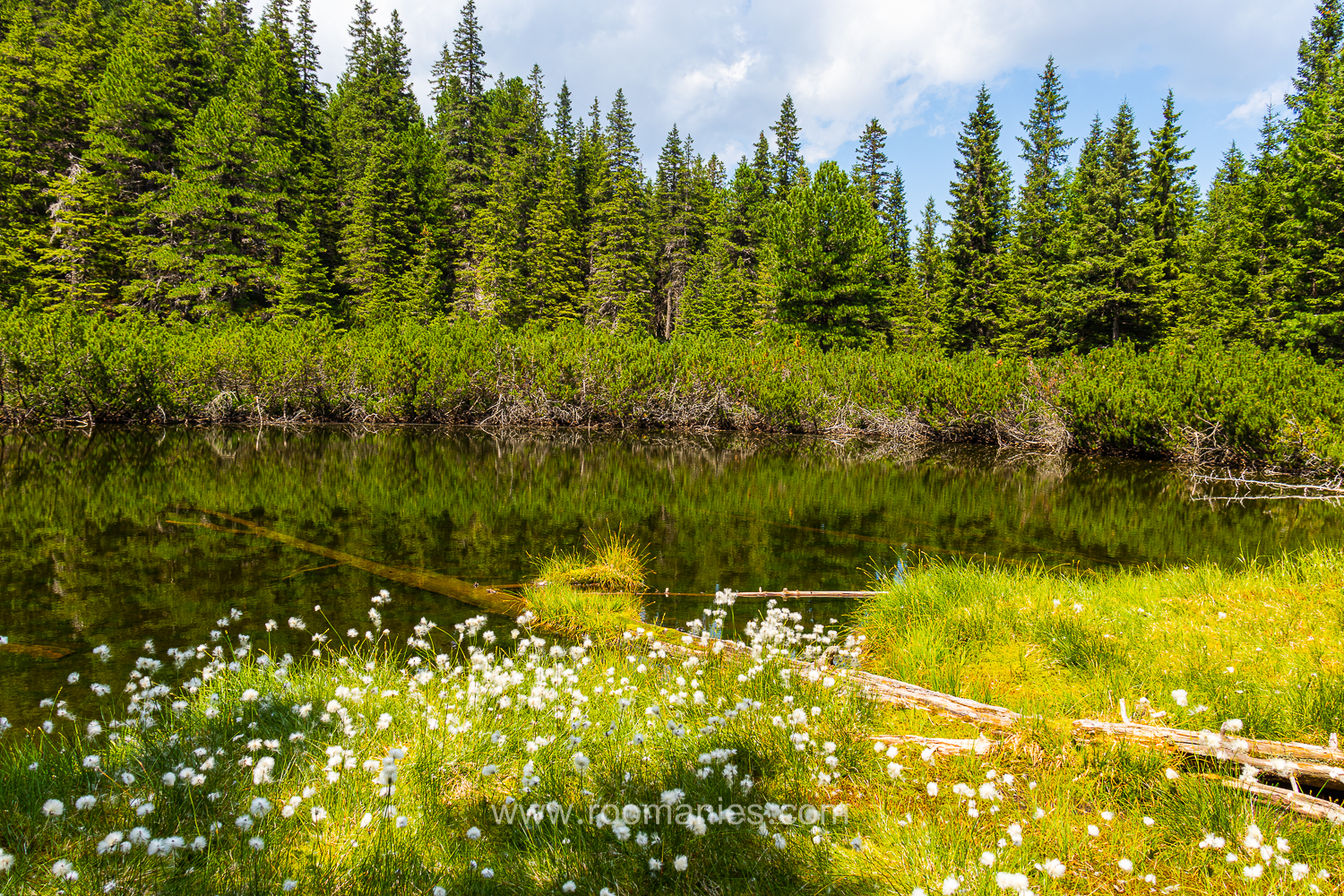 vue sur le lac Taul dintre Brazi, avec en  premier plan des fleurs et arrière-plan  des sapins.
