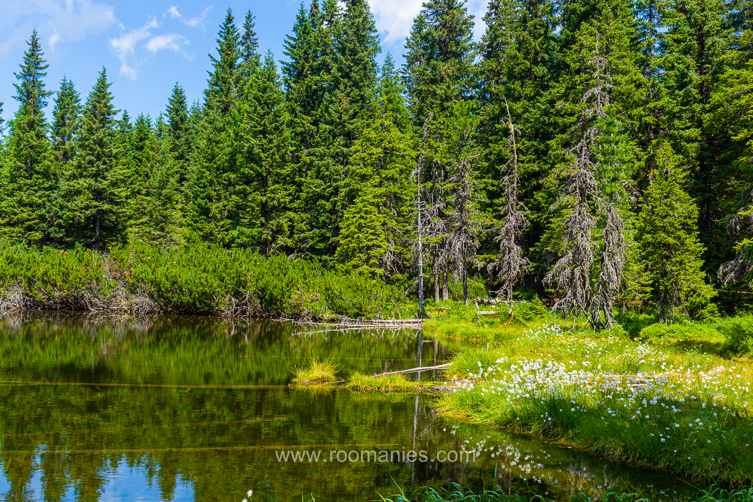 Petit coin du lac Taul dintre Brazi, Retezat, Roumanie, avec en arrière-plan quelques sapins et beaucoup de végétation sauvage.  