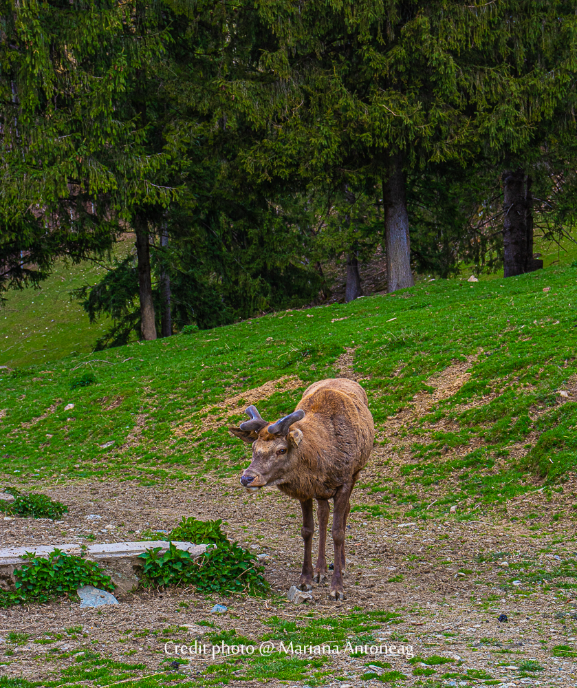 En admirant un cerf dans une réserve naturelle au pied des monts Fagaras;