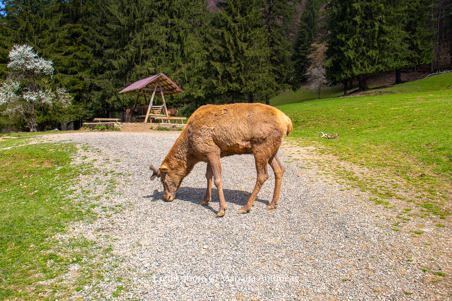 En admirant un cerf cherchant à manger dans une réserve naturelle au pied des monts Fagaras, une expérience d'immersion en pleine nature.