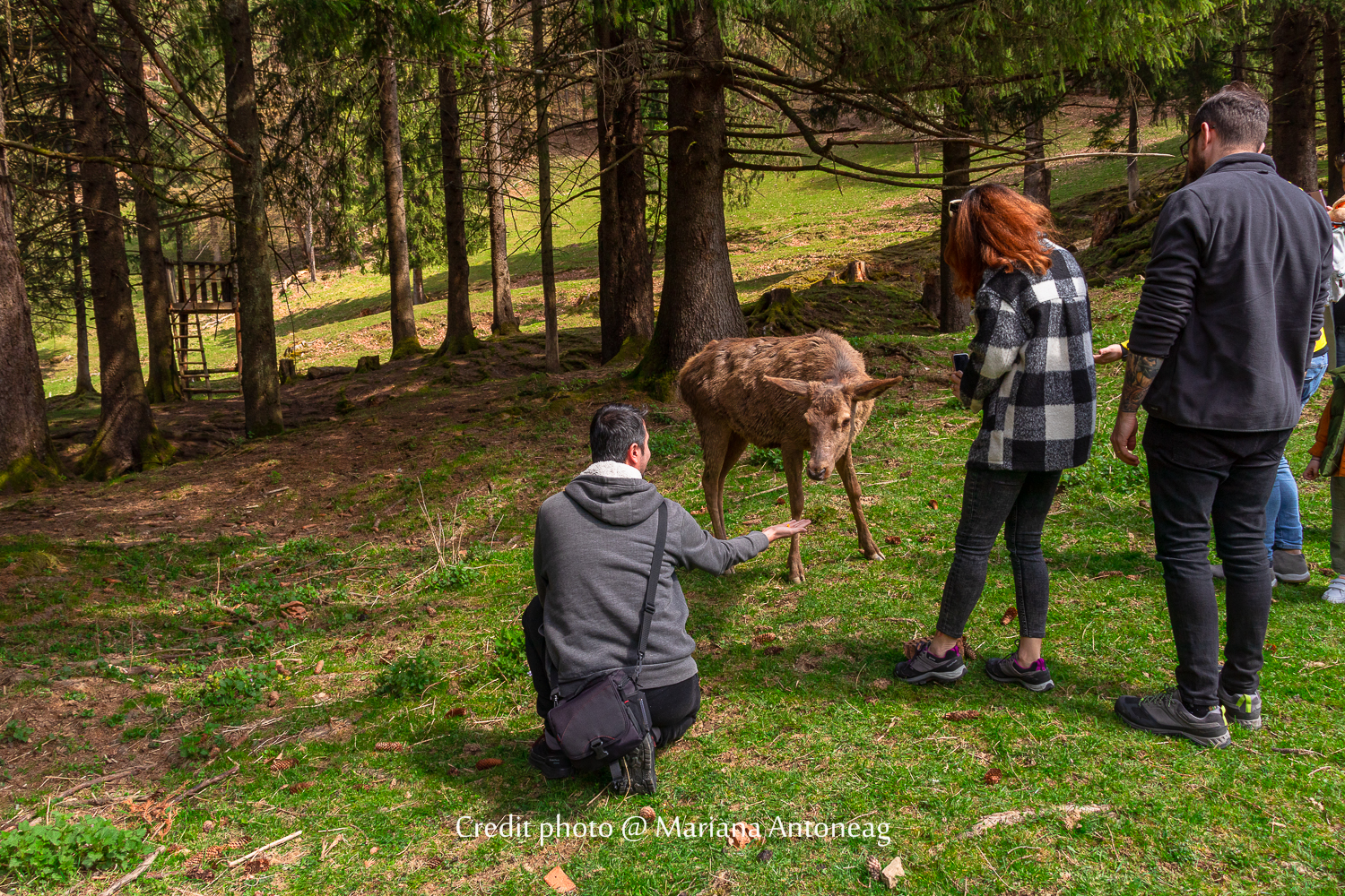 Touristes nourrissant à la main des cerfs dans une ferme traditionnelle roumaine, moment de partage privilégié avec les animaux des Carpates.