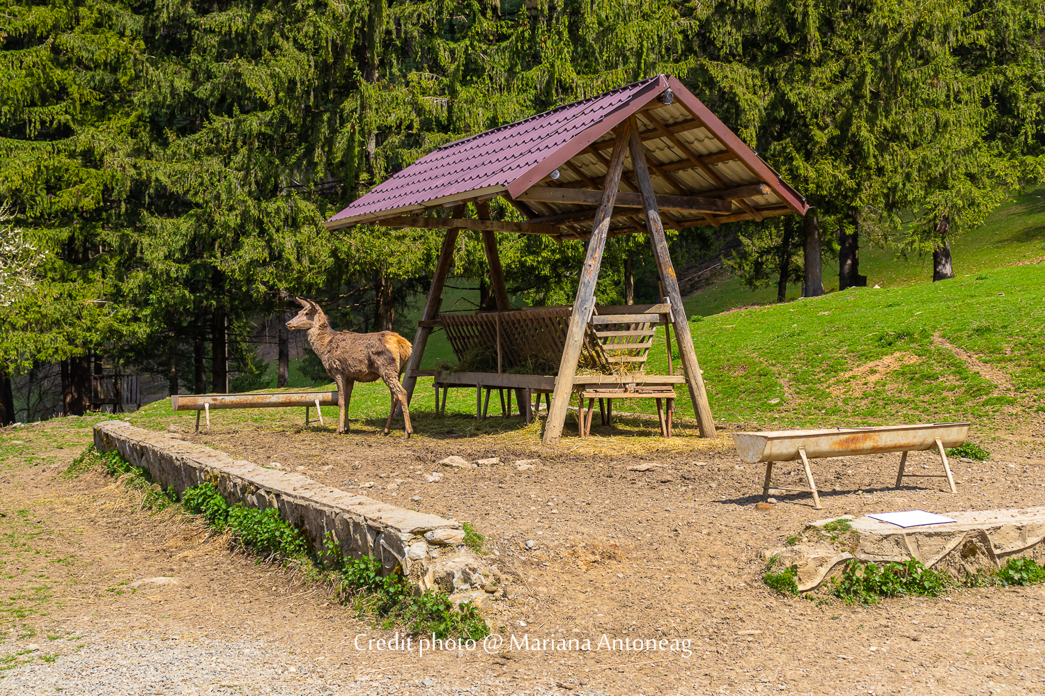 En admirant un cerf dans une réserve naturelle au pied des monts Fagaras, une expérience d'immersion en pleine nature.