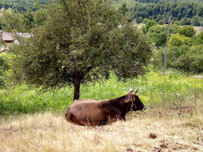vache
