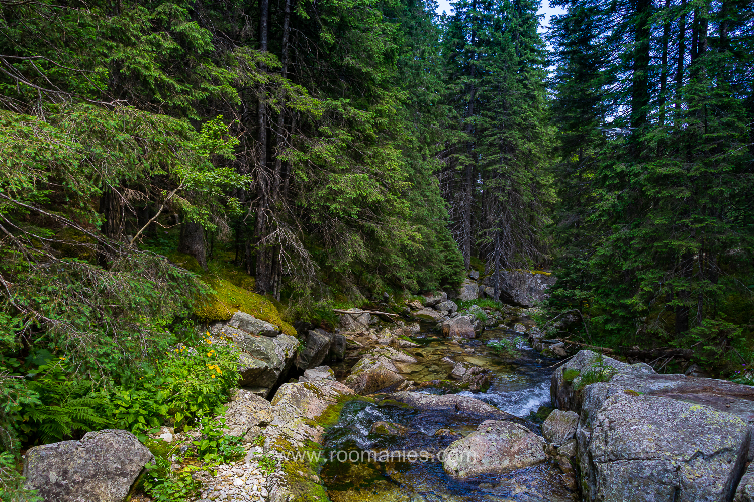 En traversant des forêts, Retezat, Roumanie