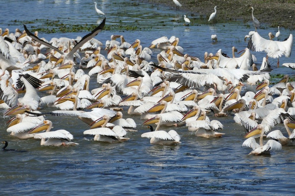 Le delta du Danube, réserve de la&nbsp;biosphère
