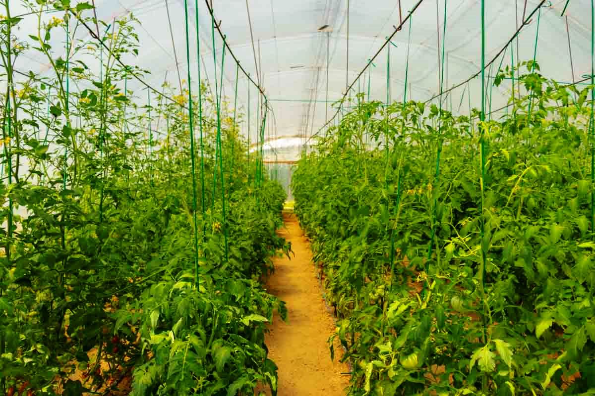 serre de tomates Margina Timis, Roumanie