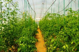 serre de tomates Margina Timis, Roumanie