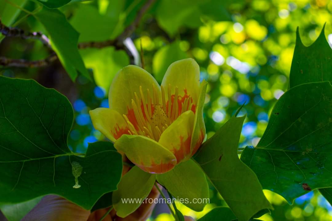 Tulipier Palais de Bruknethal Avrig Roumanie