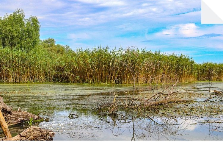 petit aperçu du delta du Danube