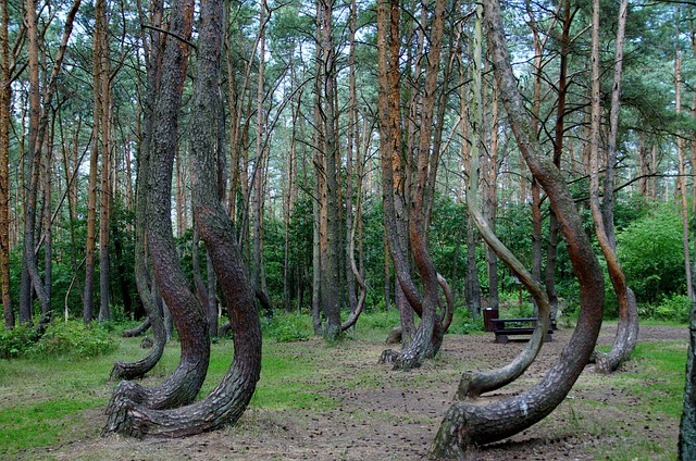 crooked-forest-866294_640
