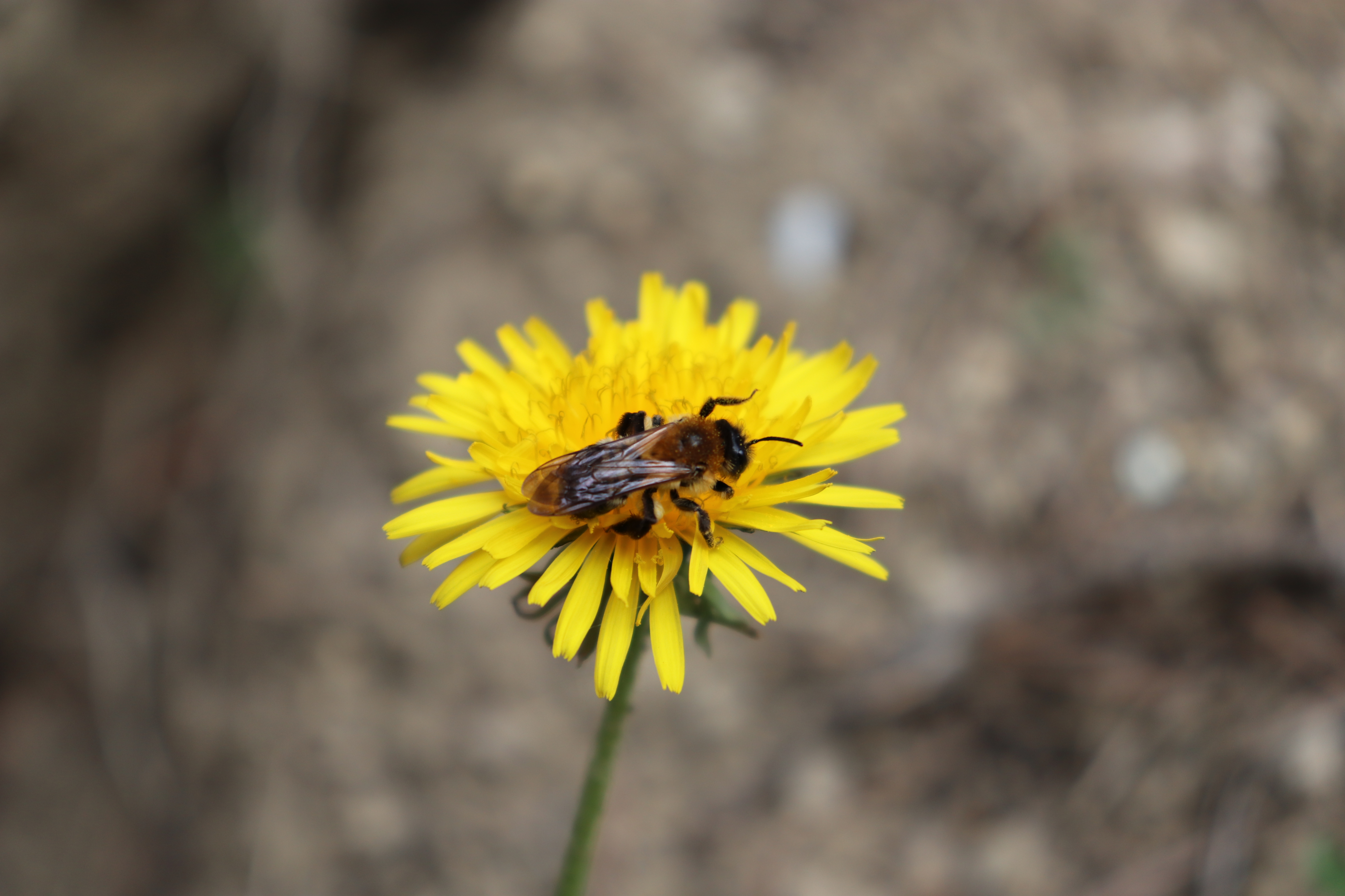 abeille sur une fleur