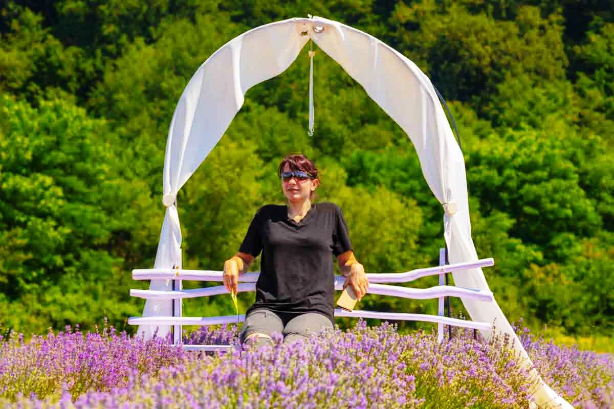 champ de lavande Margina Timis Roumanie