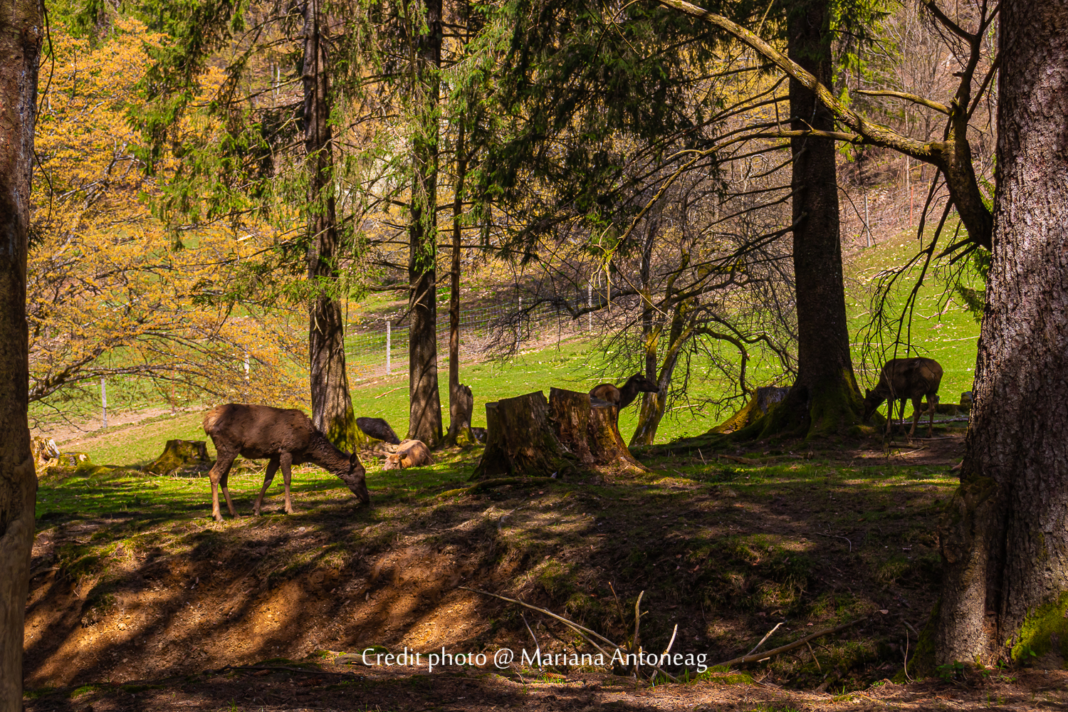 Ferme de cerfs, Sibiu, Roumanie