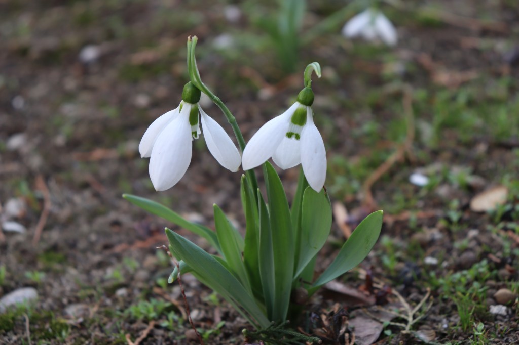 Habitude au 1er mars en Roumanie, &laquo;&nbsp;martisor&nbsp;&raquo;