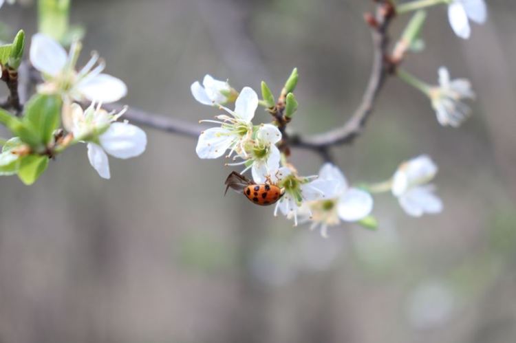 arbre en fleurs printemps