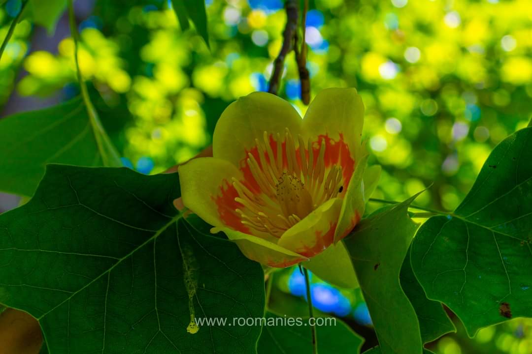 Tulipier Palais de Bruknethal Avrig Roumanie