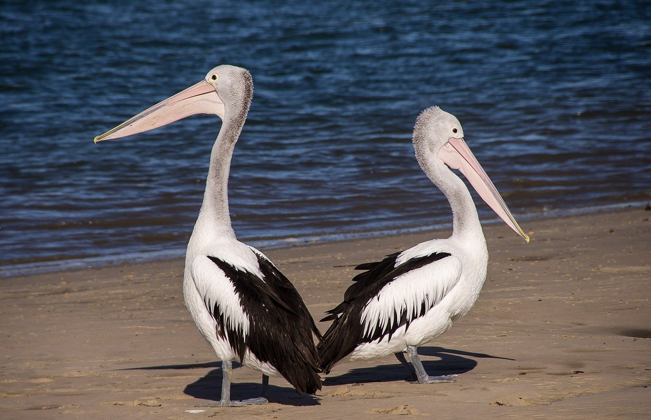 pelicans-446864_1280