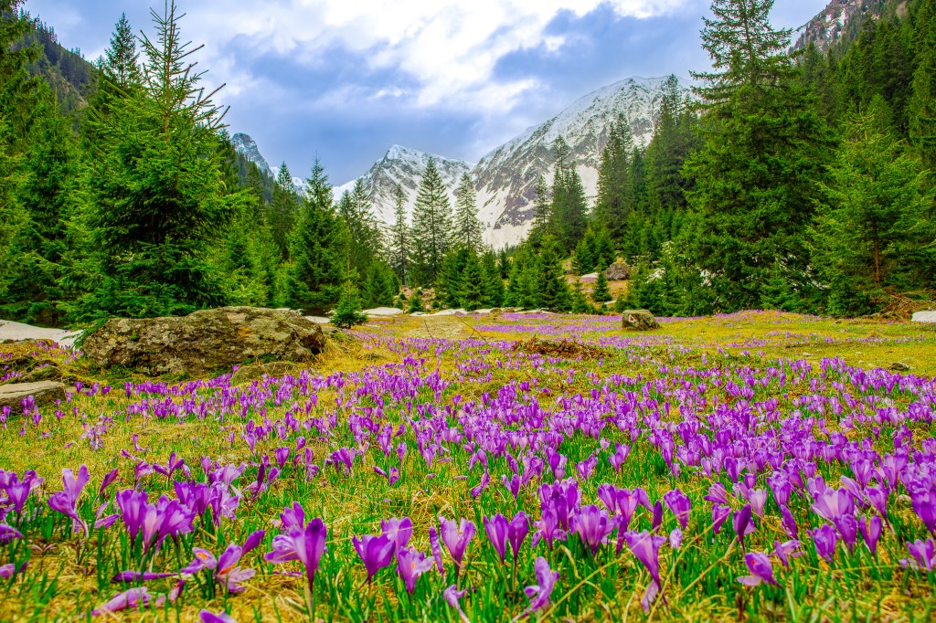 voyages sur mesure et Échappées bells en Roumanie, Roomanies
