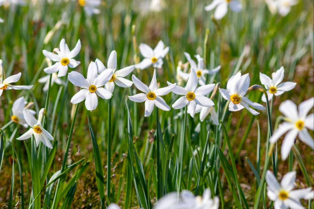 Un champ de fleurs blanches avec des pétales en forme d'étoile et un centre jaune.